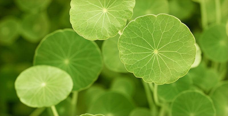 Centella Asiatica Leaf Extract