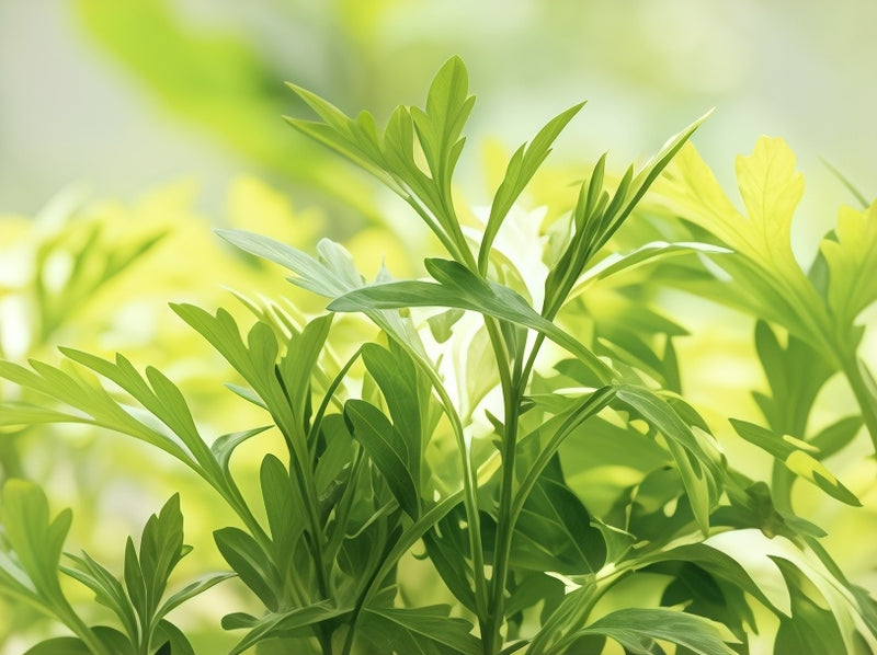 Mugwort