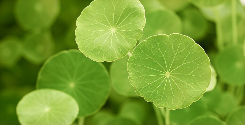 Centella Asiatica Extract