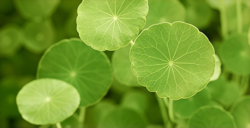 Centella Asiatica Extract