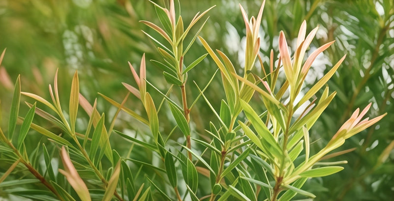 Hippophae Rhamnoides Fruit Extract