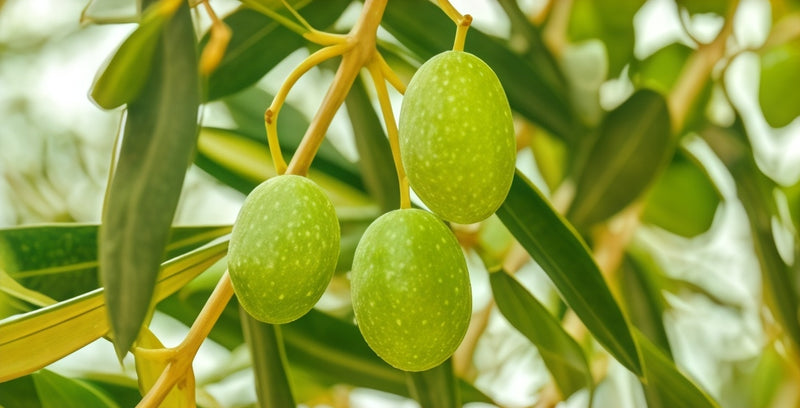 Squalane (origin：Olive)