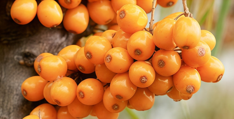 Hippophae Rhamnoides Fruit Extract